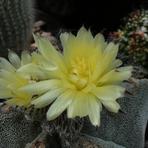 Astrophytum myriostigma 22111902.JPG