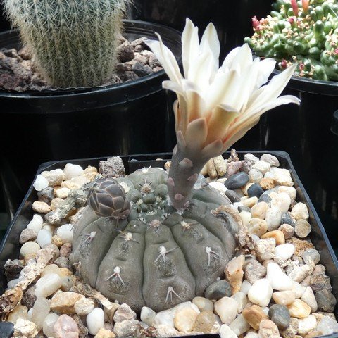 Gymnocalycium platygonum 22111901.JPG