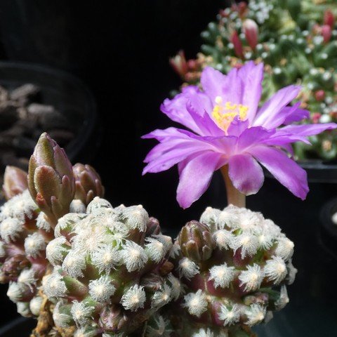 Mammillaria theresae 22112001.JPG