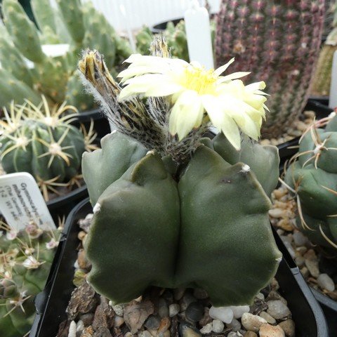 Astrophytum myriostigma var nudum 22112001.JPG