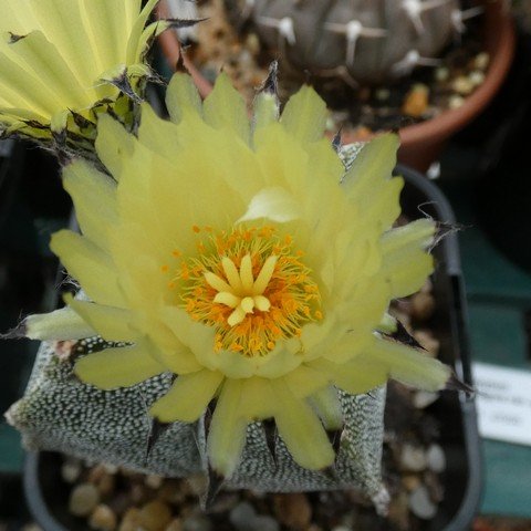 Astrophytum myriostigma var quadricostatum 22112002.JPG