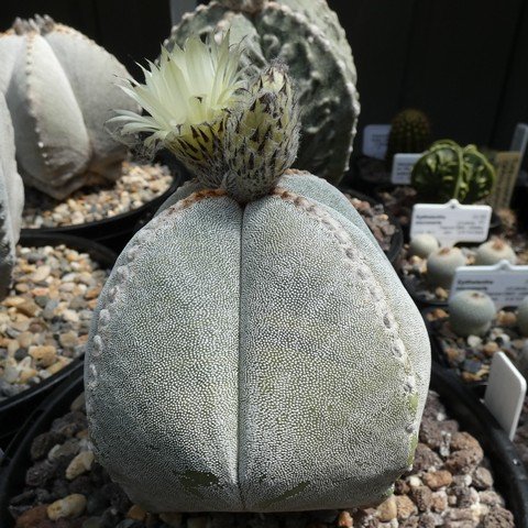 Astrophytum myriostigma var quadricostatum 22112003.JPG