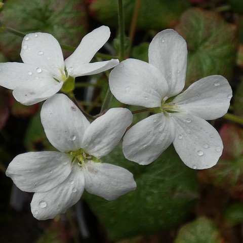 Pelargonium cotyledonis 22112102.JPG