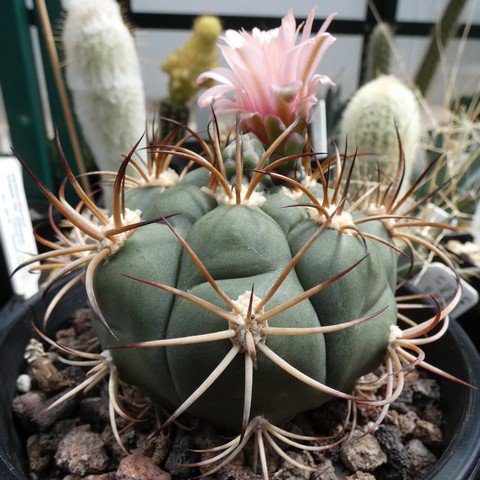 Gymnocalycium pflanzii 22112101.JPG