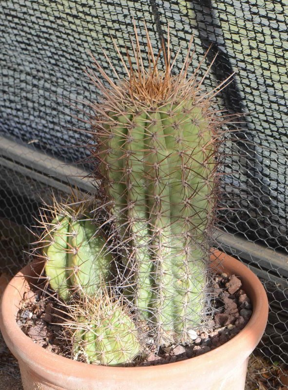 DSC_5633 (prov. Ferocactus sp. (Cactaceae) (desconocido))_resize.jpg