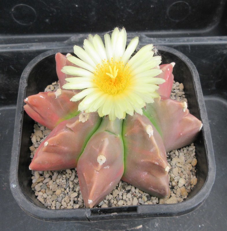 A. myriostigma v nudum