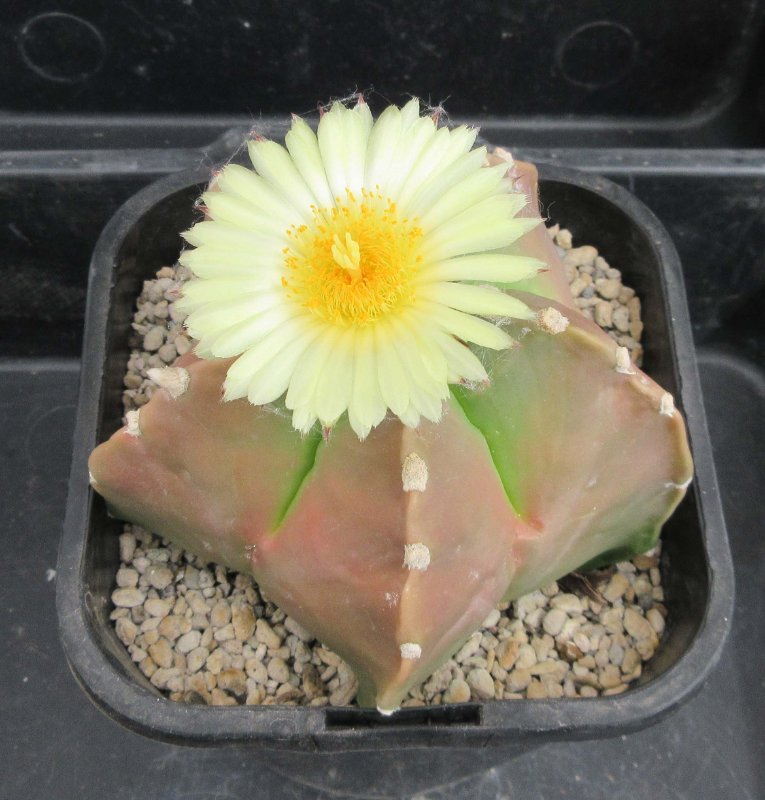 A. myriostigma v nudum