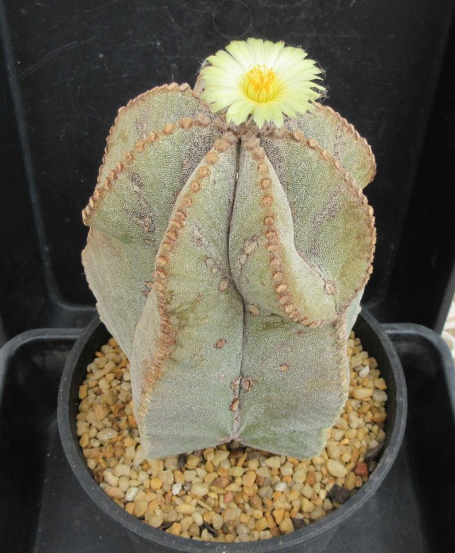 A. myriostigma