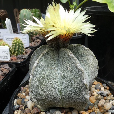 Astrophytum coahuilense 22112301.JPG