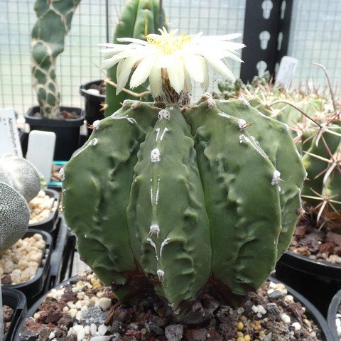 Astrophytum myriostigma cv Fukuryu Banjaku nudum 22112301.JPG