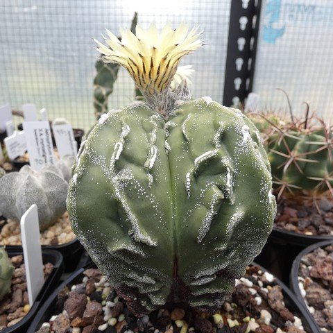 Astrophytum myriostigma cv Fukuryu Hakujo 22112301.JPG