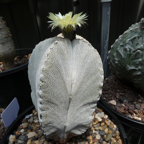 Astrophytum myriostigma cv Onzuka 22112301.JPG