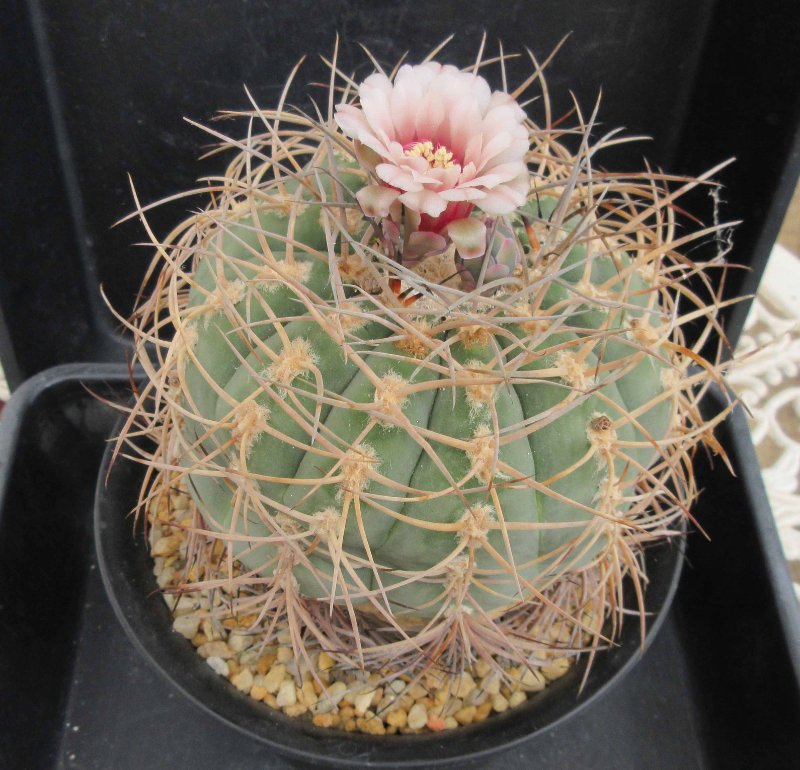 Gymnocalycium spegazzinii v armatum