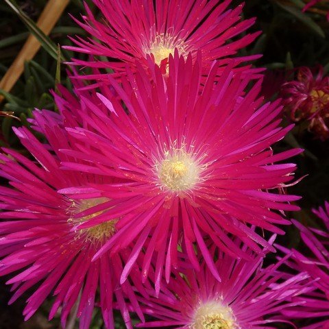 Lampranthus sp 01 221125024.JPG