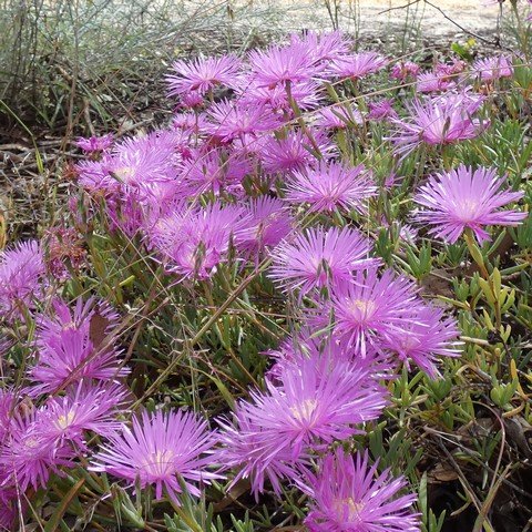 Lampranthus sp 02 22112501.JPG