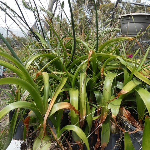 Albuca bracteata 22112601.JPG