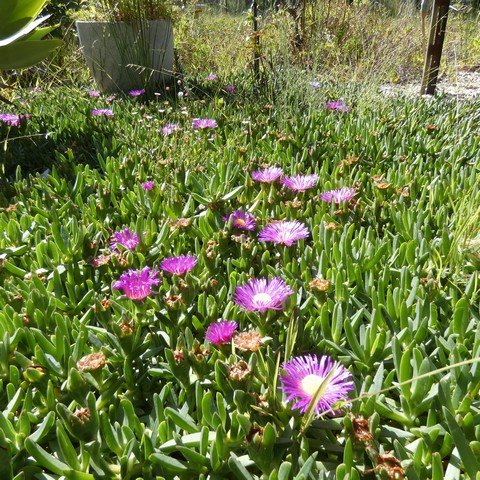 Carpobrotus rossii 22112501.JPG