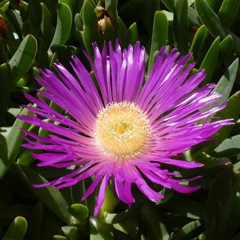 Carpobrotus rossii 22112502.JPG