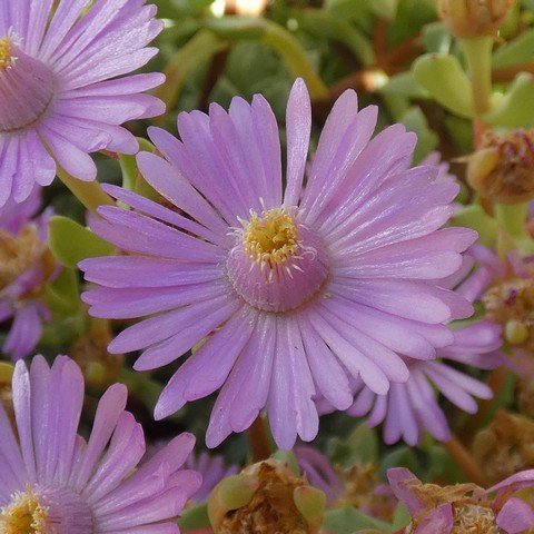 Oscularia deltoides 22112502.JPG