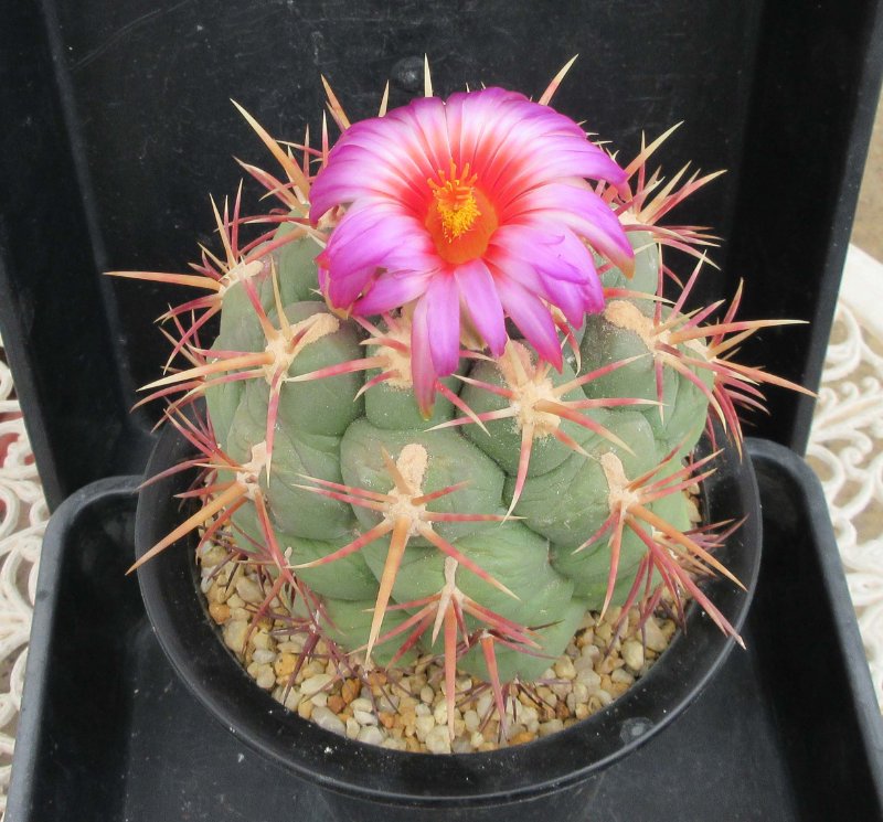 Thelocactus heterochromus