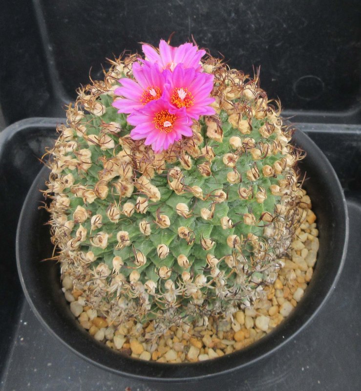 Turbinicarpus alonsoi