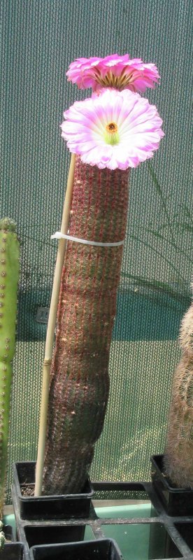 Echinocereus rigidissimus v rubispinus