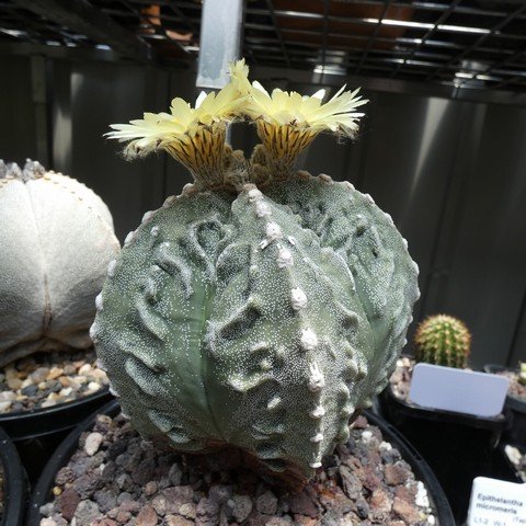 Astrophytum myriostigma cv Fukuryu 22112601.JPG