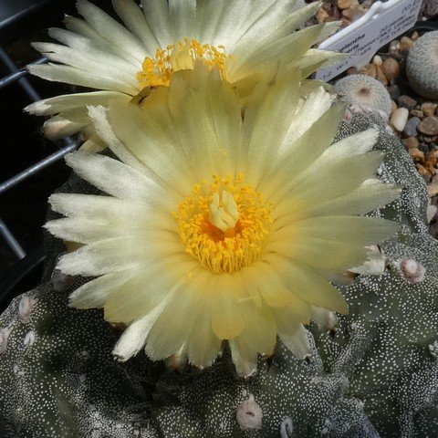 Astrophytum myriostigma cv Fukuryu 22112602.JPG