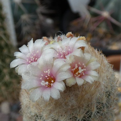 Epithelantha pachyrhiza ssp elongata 22112502.JPG