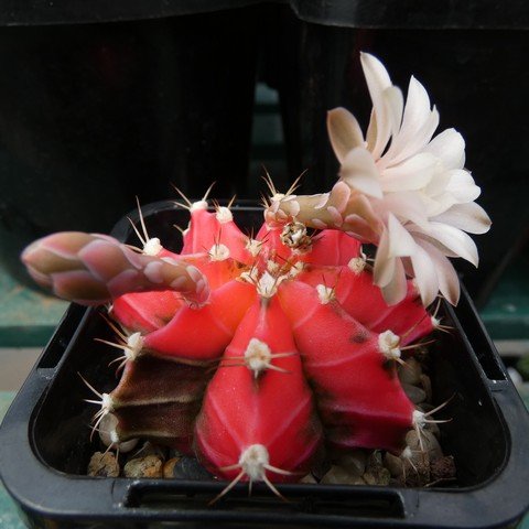 Gymnocalycium mihanovichii f variegata 22112501.JPG