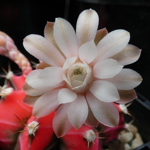 Gymnocalycium mihanovichii f variegata 22112502.JPG