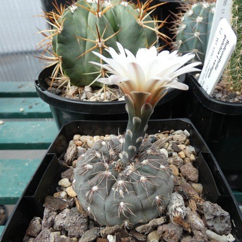 Gymnocalycium taningaense 22112501.JPG