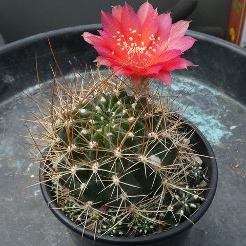 Lobivia (Echinopsis) ferox 22112501.JPG