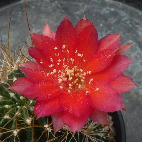 Lobivia (Echinopsis) ferox 22112502.JPG