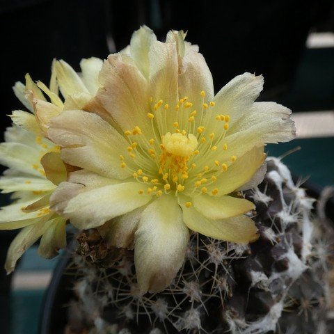 Copiapoa tenuissima 22112602.JPG