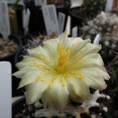 Copiapoa tenuissima f monstrose 22112602.JPG