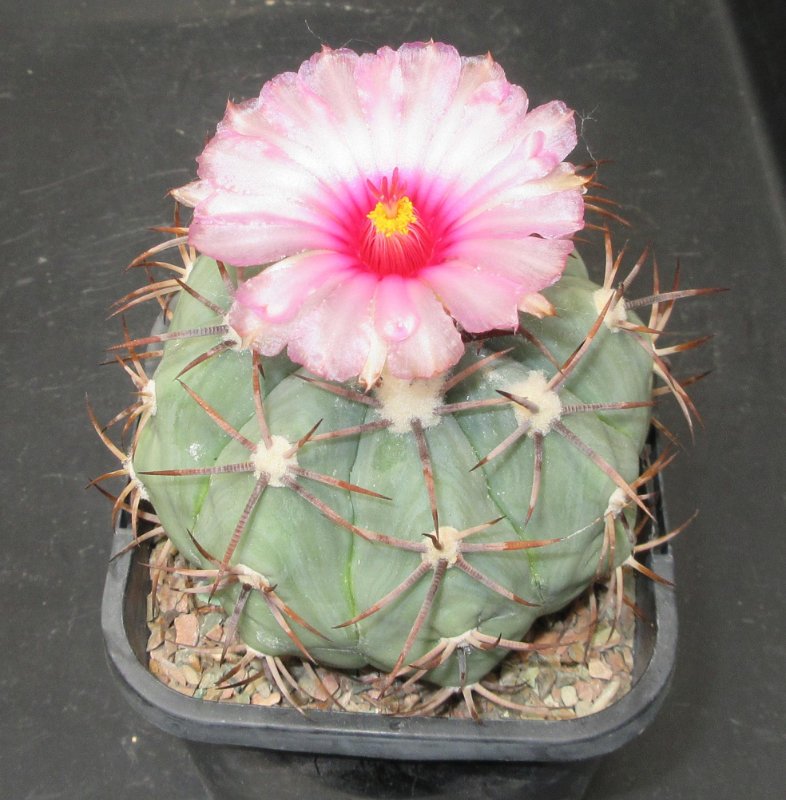 Echinocactus horizonthalonius