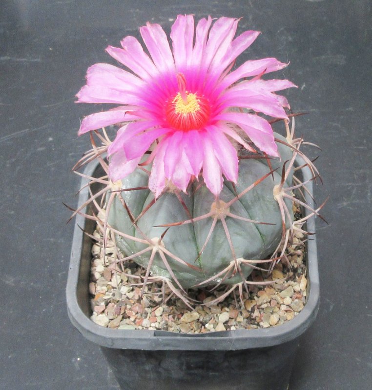 Echinocactus hotizonthalonius