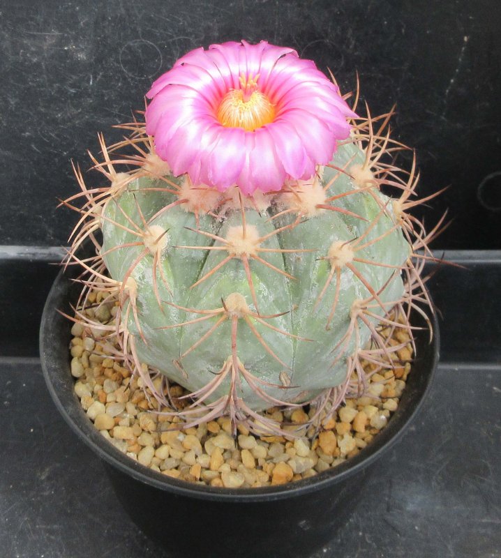 Echinocactus horizonthalonius