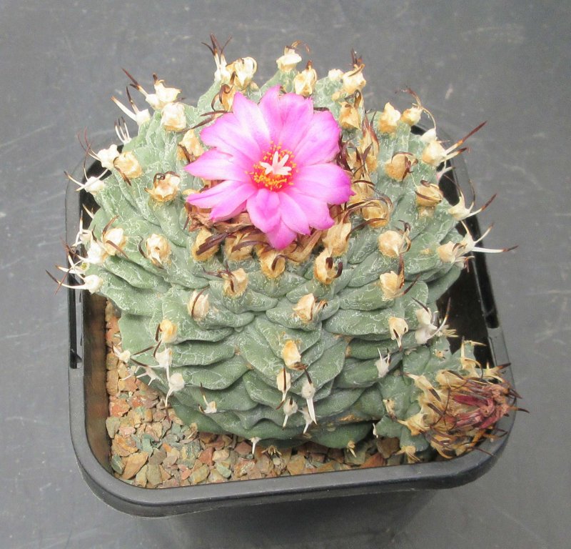 1st filial hybrid, Turbinicarpus alonsoi x Strombocactus disciformis