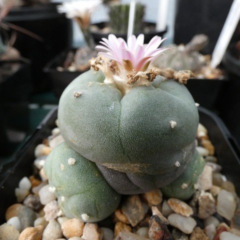 Lophophora williamsii 22112601.JPG