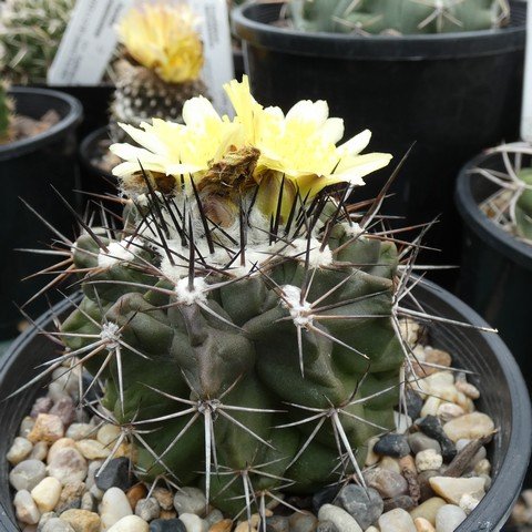 Copiapoa esmeraldana 22112801.JPG