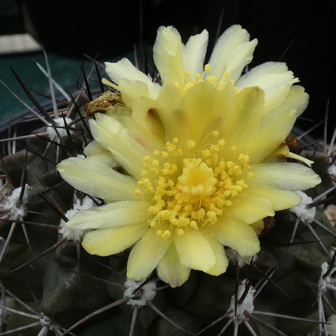 Copiapoa esmeraldana 22112802.JPG