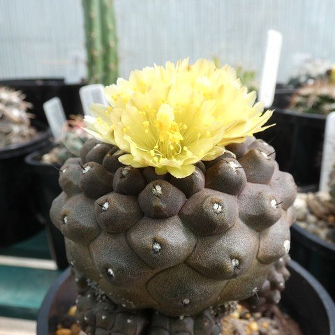 Copiapoa hypogaea var barquitensis 22112701.JPG