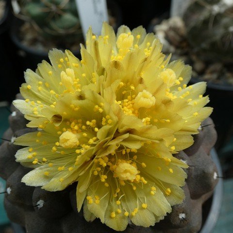 Copiapoa hypogaea var barquitensis 22112702.JPG