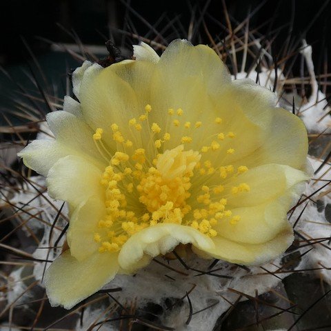 Copiapoa mollicula 22112802.JPG