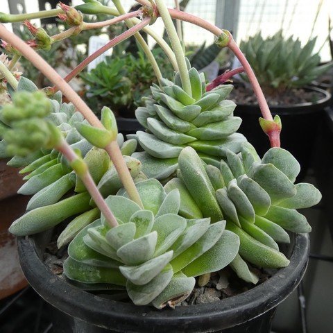 Crassula cv Coralita 22112701.JPG