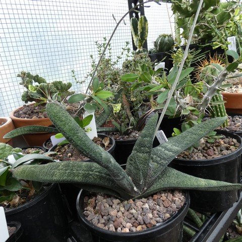 Gasteria batesiana 'Klipwal' EVJ9132 22112701.JPG