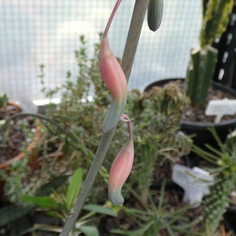 Gasteria batesiana 'Klipwal' EVJ9132 22112702.JPG