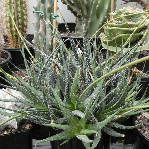 Haworthiopsis attenuata 'Silver' 22112701.JPG